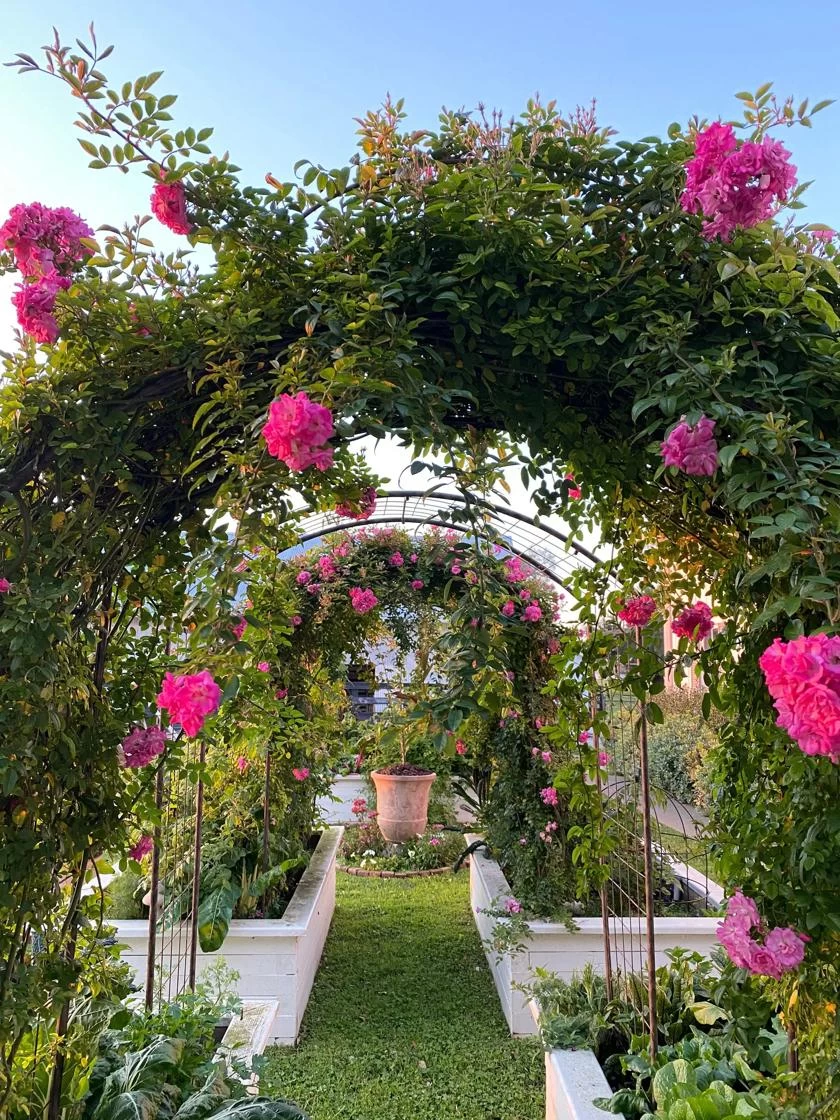 Jardin Rose Arch 3 Jardin Rose Arch - Image 3