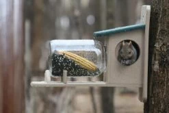 Birds Choice™ Squirrel Jar Feeder -Charming Outdoors Shop 8598915 02V tif