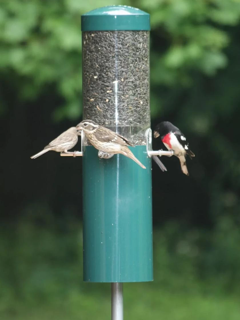Birds Choice™ Feeder With Squirrel Baffle & Pole 1 Birds Choice™ Feeder With Squirrel Baffle & Pole