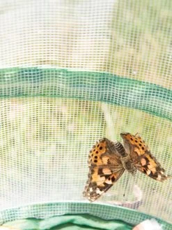 Butterfly Garden® Kit With Voucher -Charming Outdoors Shop 8609265 6288 tif