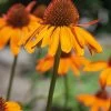 Bower & Branch® Tiki Torch Coneflower